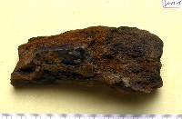 藏品(大型哺乳動物腿骨化石)的圖片